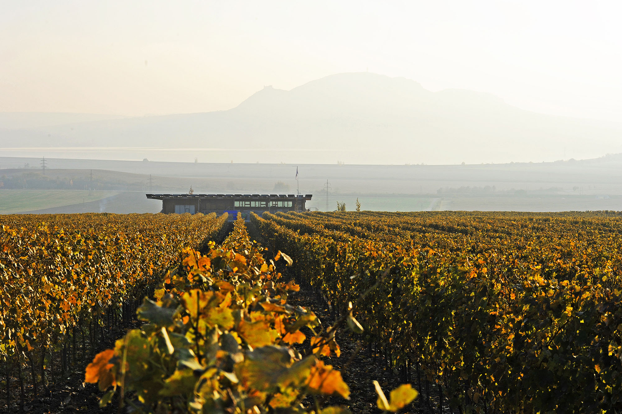 Sonberk a.s., vinařský dům v Popicích