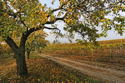 Sonberk a.s., vinařský dům v Popicích